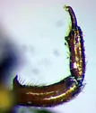 Adranes dietzii - photo 4
