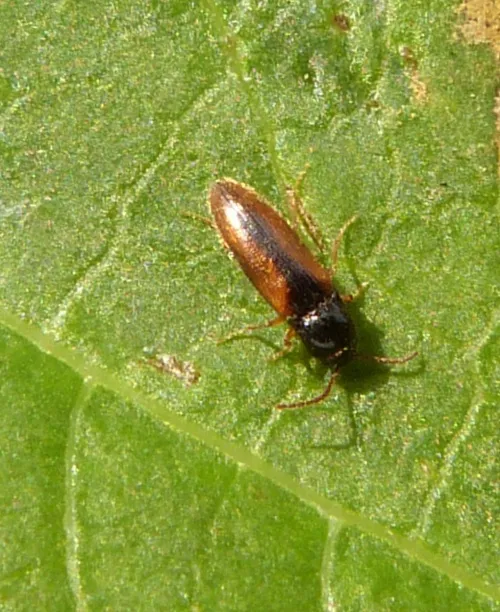 Adrastus pallens