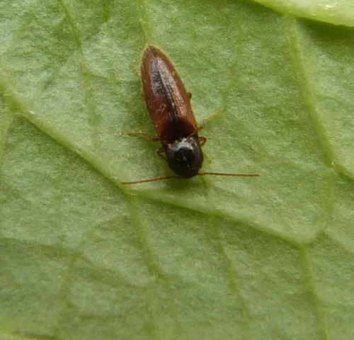 Adrastus pallens - photo 2