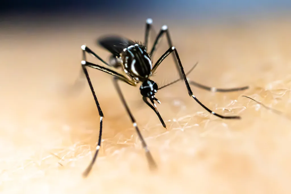 Yellow Fever Mosquito - photo 3
