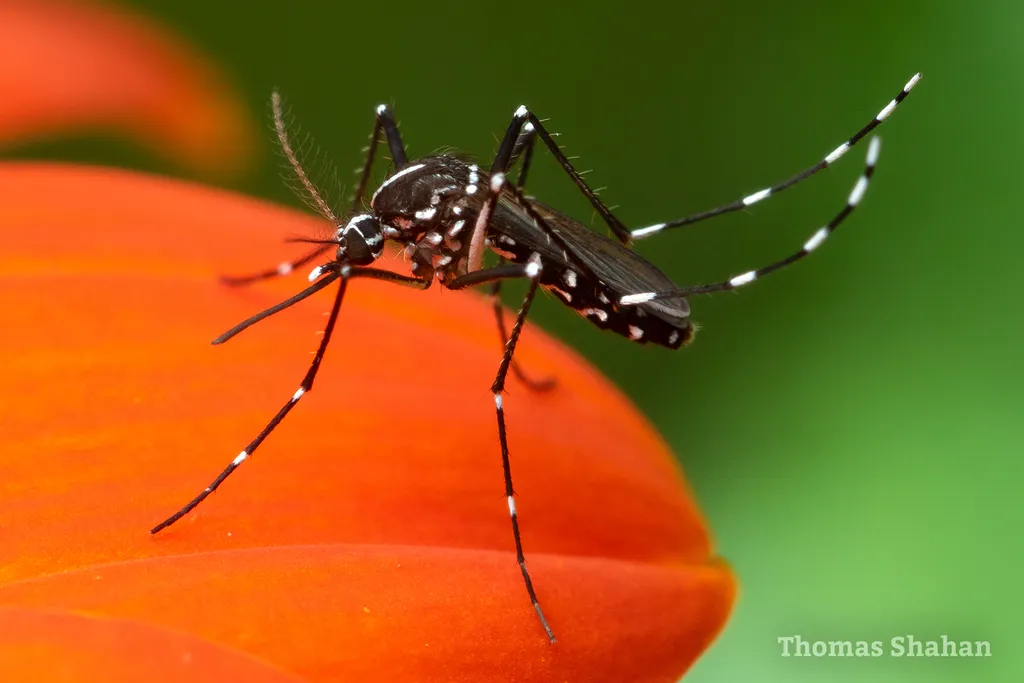 Asian Tiger Mosquito