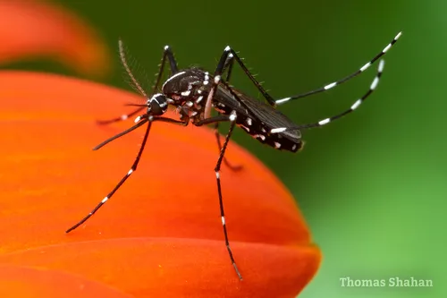 Asian Tiger Mosquito - photo 2