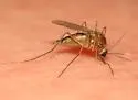 Aedes cinereus