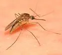 Aedes cinereus - photo 2