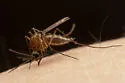 Aedes cinereus - photo 3