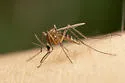 Aedes cinereus - photo 4