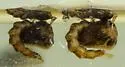 Aedes epactius
