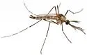 Aedes epactius - photo 2