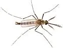 Aedes epactius - photo 3