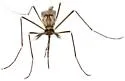 Aedes epactius - photo 4