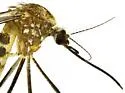 Aedes epactius - photo 5