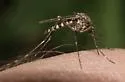 Aedes increpitus