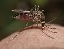 Aedes increpitus - photo 2
