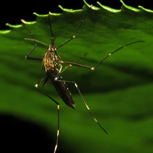 Asian Rock Pool Mosquito