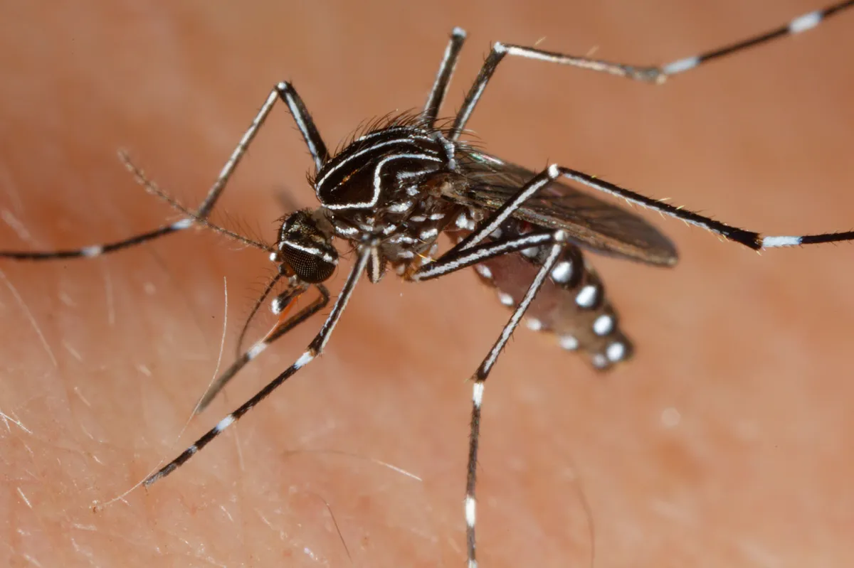 Striped Mosquito - photo 2