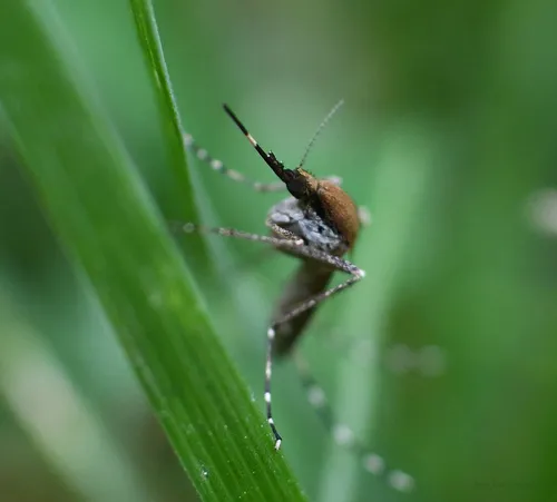 Eastern Saltmarsh Mosquito