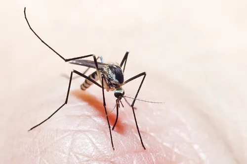 Eastern Treehole Mosquito
