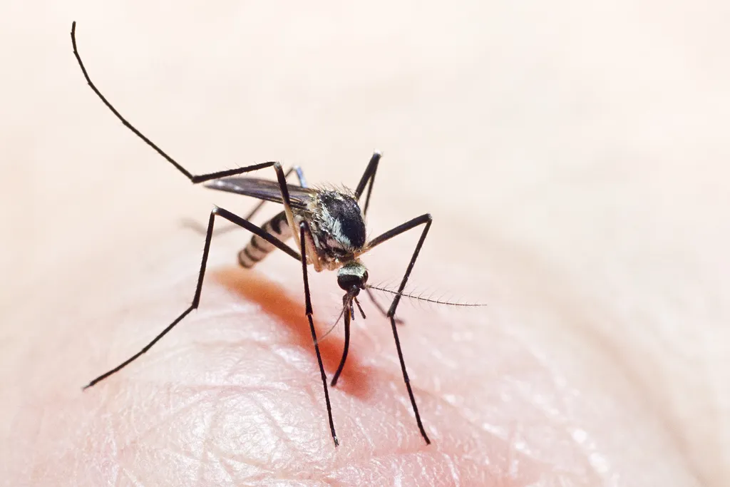 Eastern Treehole Mosquito - photo 2