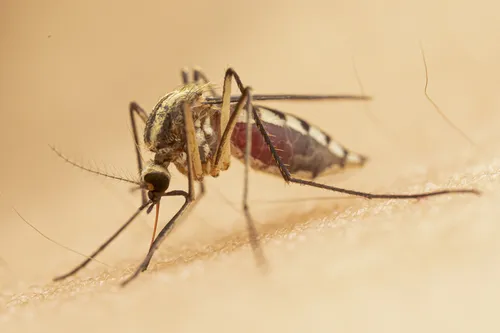 Plains Floodwater Mosquito