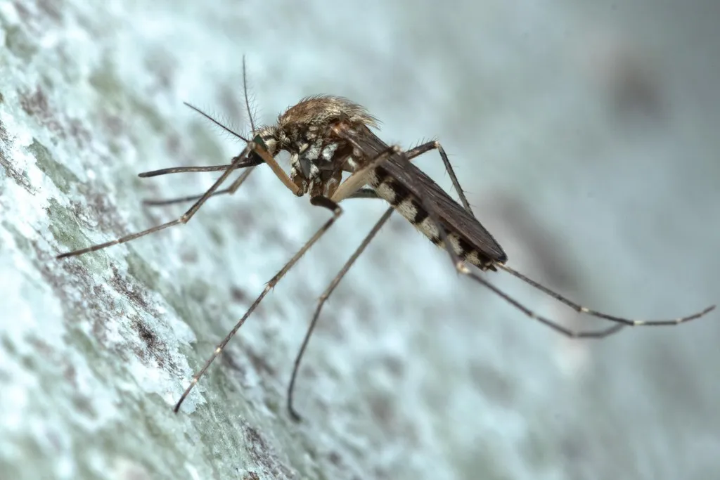 Inland Floodwater Mosquito - photo 3