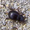 Aegialia arenaria