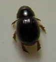 Aegialia arenaria - photo 4