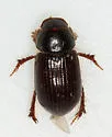 Aegialia blanchardi - photo 5