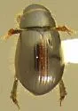 Aegialia convexa