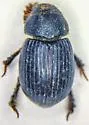 Aegialia crassa