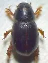 Aegialia crassa - photo 5