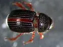 Aegialia lacustris - Aegialia lacustris