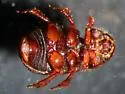 Aegialia lacustris - photo 2