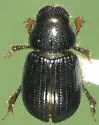 Aegialia latispina