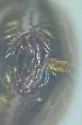 Aegialia punctata - photo 2