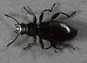 Aegialites debilis - Aegialites debilis