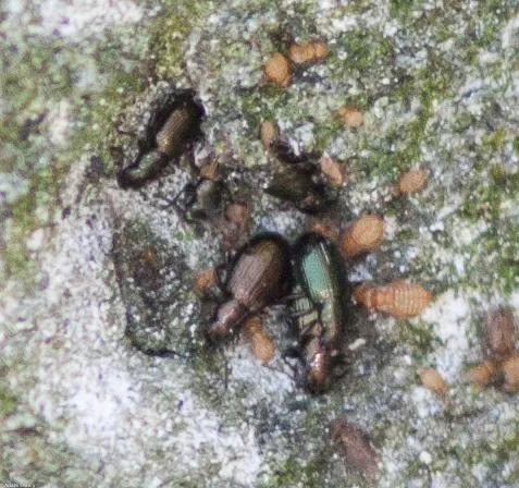 Aegialites farallonensis - photo 2