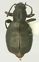 Aegialites subopacus - Aegialites subopacus