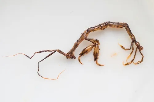 long-horned skeleton shrimp