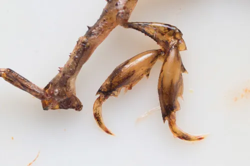long-horned skeleton shrimp - photo 4