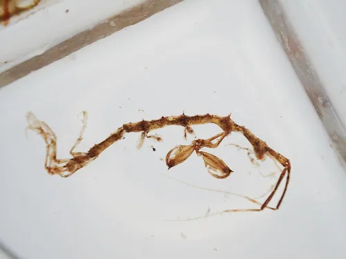 long-horned skeleton shrimp - photo 5