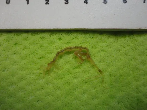 long-horned skeleton shrimp - photo 6