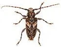 Aegomorphus arizonicus