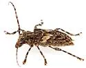 Aegomorphus arizonicus - photo 2