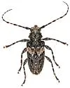 Aegomorphus arizonicus - photo 3