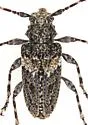 Aegomorphus arizonicus - photo 4
