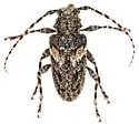 Aegomorphus arizonicus - photo 5