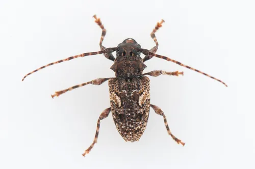Aegomorphus circumflexus