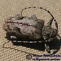 Aegomorphus modestus