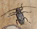 Aegomorphus modestus - photo 2
