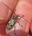 Aegomorphus modestus - photo 3